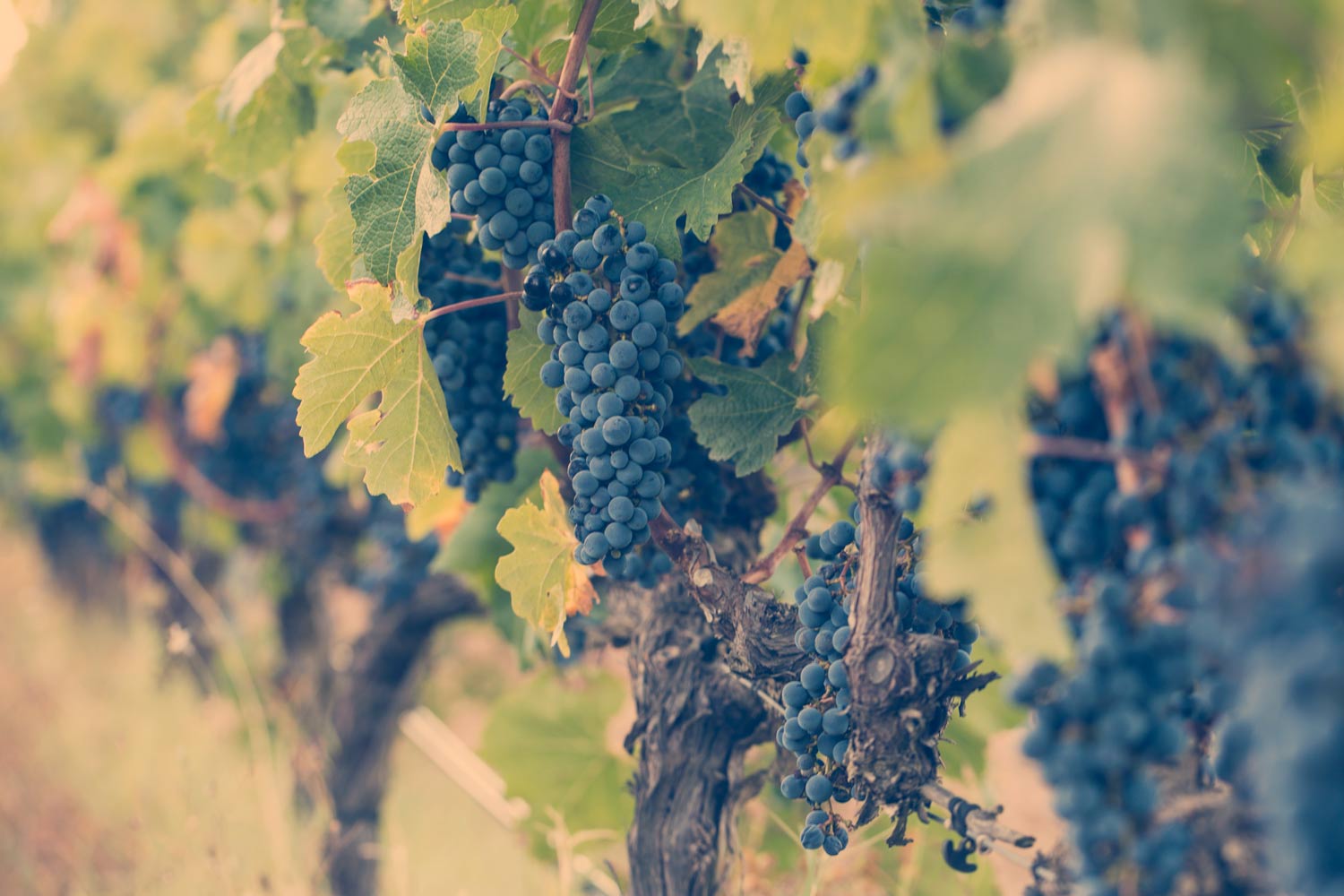 GPG Trade Network Producer Wine Yard GPG Trade Network Producer Wine Yard